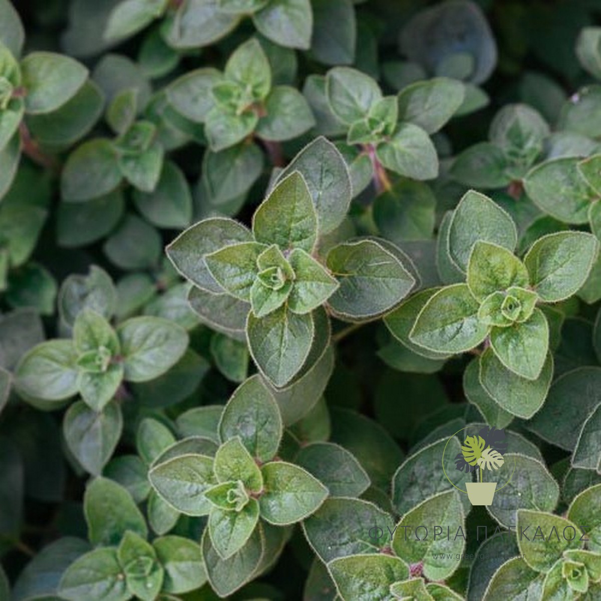 Ρίγανη (Origanum vulgare) - 2